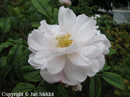 Tarhakurtturuusu, rugosaros, Rosa Rugosa-Ryhmä 'Henry Hudson' Tarhakurtturuusu, rugosaros, Rosa Rugosa-Ryhmä 'Henry Hudson'